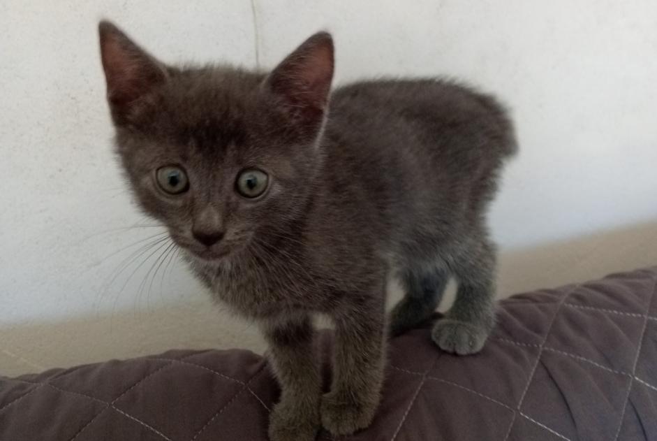 Fundmeldung Katze Weiblich Cabariot Frankreich