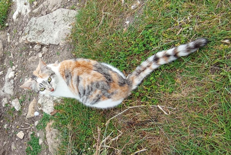 Alerte Découverte Chat Femelle Meursac France