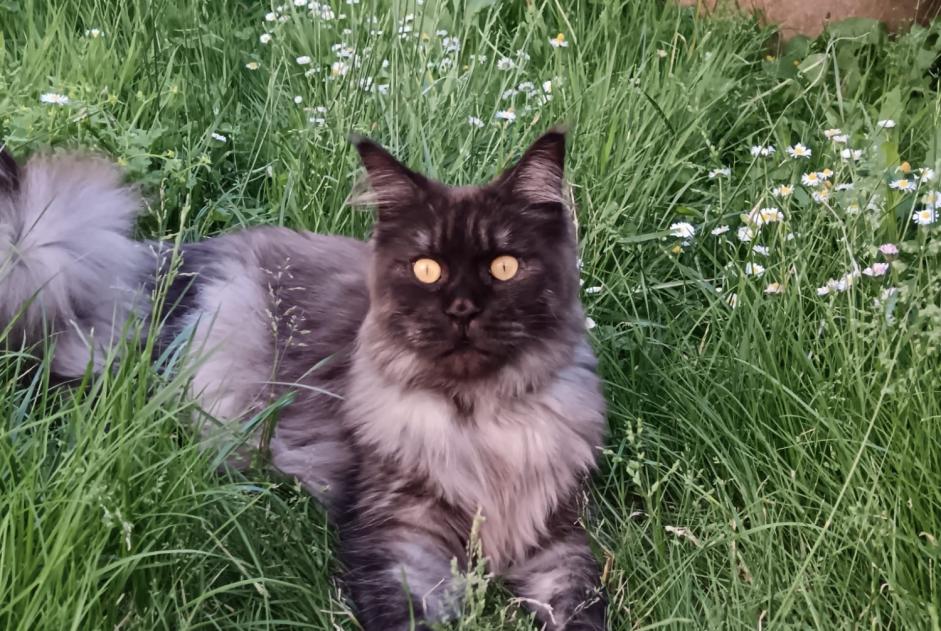 Alerte Disparition Chat Mâle , 3 ans La Rochelle France Alerte Disparition Chat Mâle , 3 ans La Rochelle France